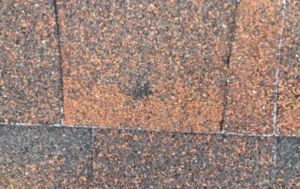 Hail storm Minneapolis damage - a hail strike with granule loss on shingles inspected near Saint Anthony after the June 19, 2026 storm sized