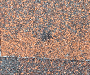 Hail damage on a roof shingle — a hail strike has knocked granules loose, exposing the dark asphalt mat