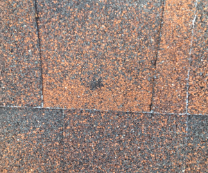Hail storm Minneapolis damage &mdash; a hail strike with granule loss on shingles inspected near Saint Anthony after the June 19, 2026 storm