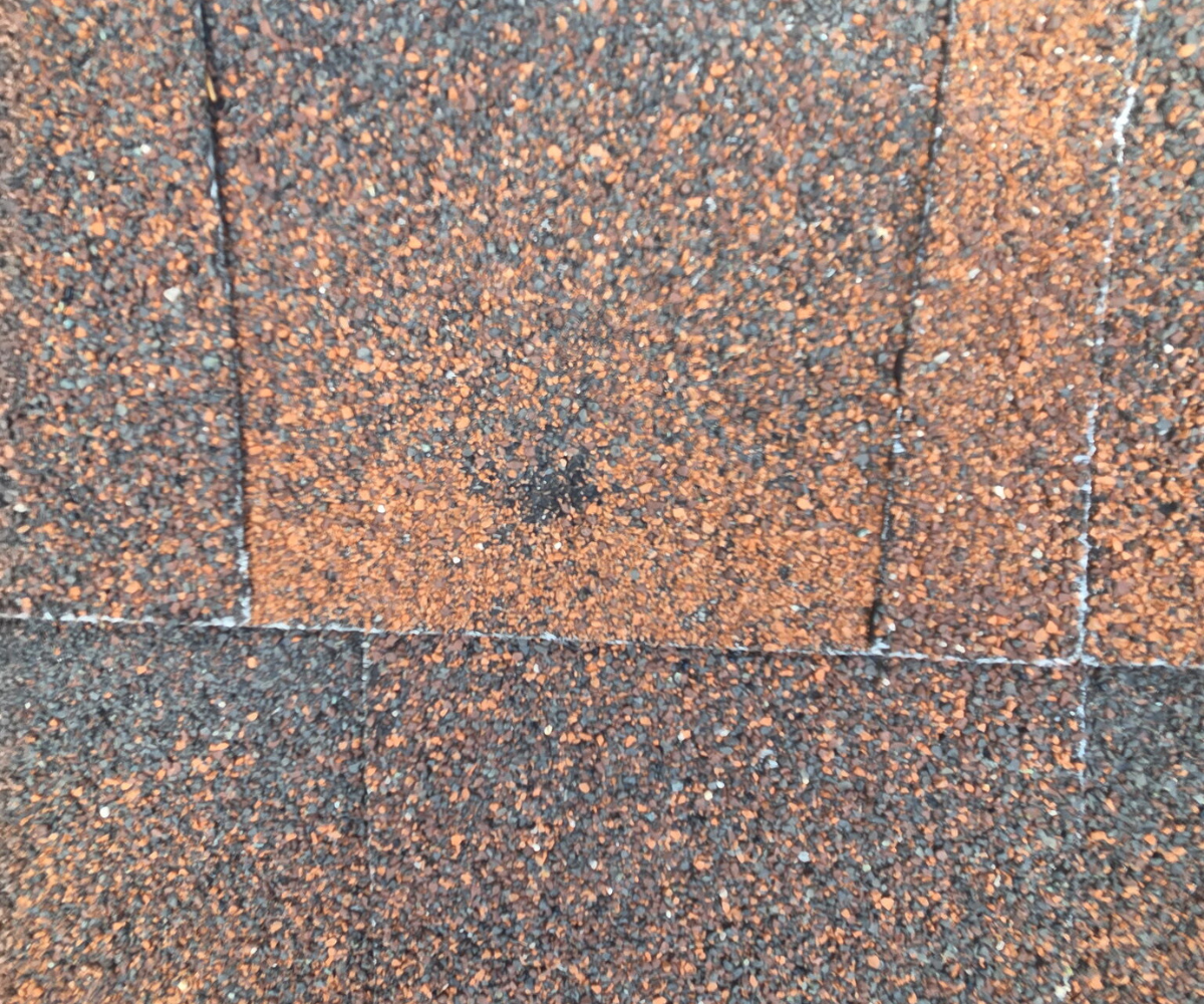 Hail storm Minneapolis damage — a hail strike with granule loss on shingles inspected near Saint Anthony after the June 19, 2026 storm